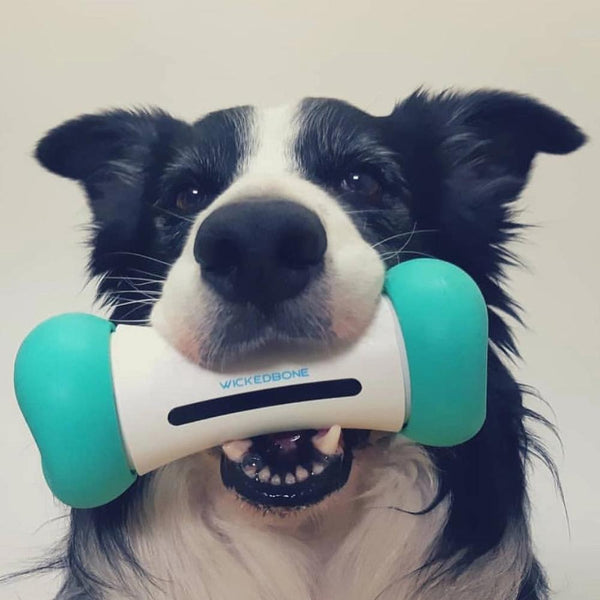Dog Holding Wickedbone with green tyres